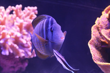 Colorful fish in the Red Sea