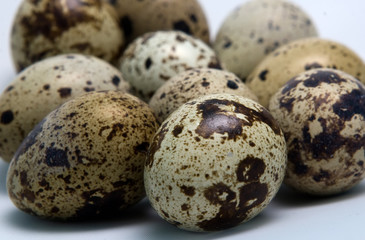 Obraz premium Quail eggs