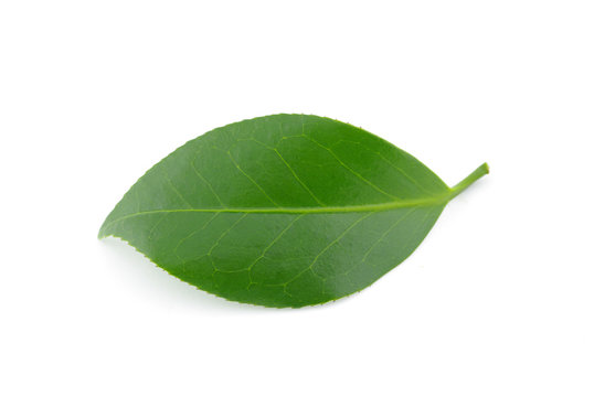 feuille verte