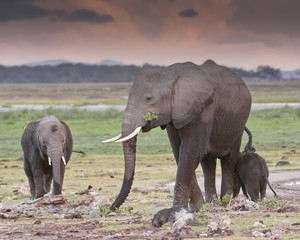 elephants   in twilight