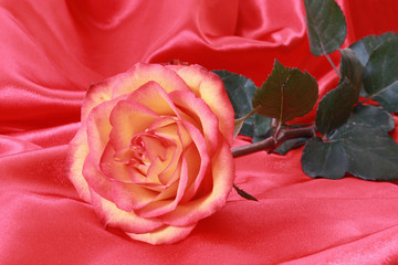 beautiful red rose on pink satin