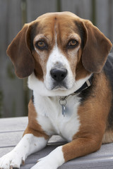 a beagle