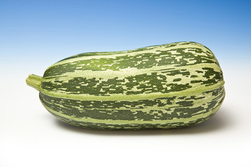 Whole marrow  on a graduated blue studio background