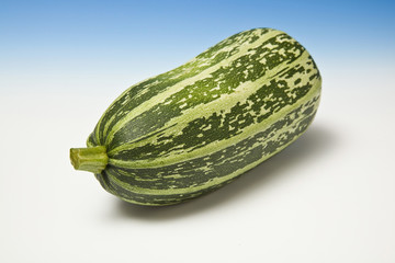 marrow  on a graduated blue studio background studio background.