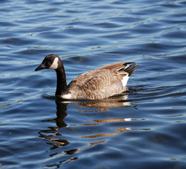 Canada Goose