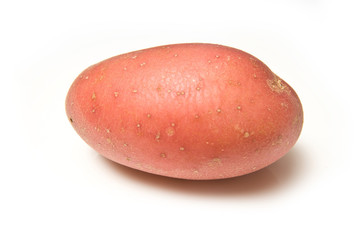 Red rooster potatoes isolated on a white studio background.