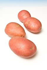 Red rooster potatoes isolated on a white studio background.