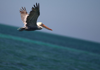 white pelican flying