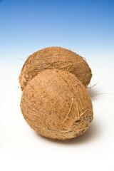 Coconuts on a graduated blue studio background.