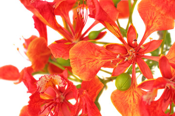 fleurs de flamboyant