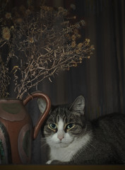 still-life with cat