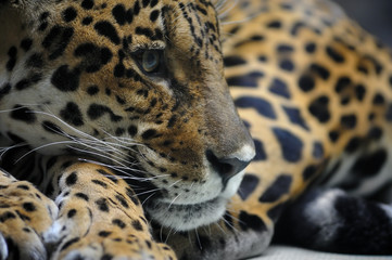 Fototapeta na wymiar Portret jaguar