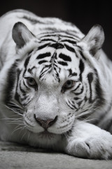 Naklejka premium Biała tygrysica