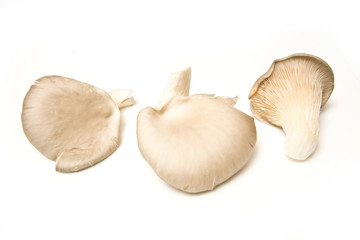 Oyster mushrooms isolated on a white studio background.