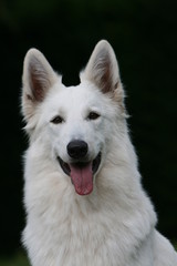 l'elegant berger blanc suisse au regard joyeux vu de face