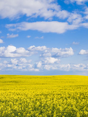 Obraz premium Rape fields