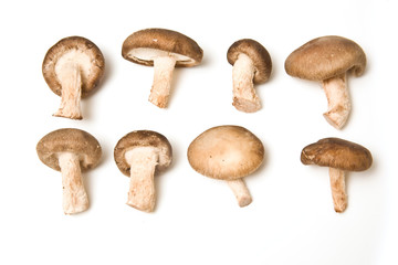 Shitake mushrooms isolated on a white studio background.