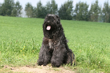 le bouvier des lfandres assis seul dans un champ
