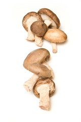 Shitake mushrooms isolated on a white studio background.