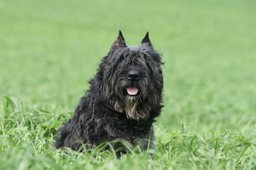 jeune bouvier des flandres assis dans l'herbe en ete