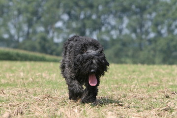 le bouvier vu de face en train de courrir en pleine campagne