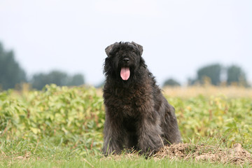 le bouvier des flandres immobile assis dans un champ