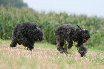 la course effrénée de deux bouviers des flandres dans le champ