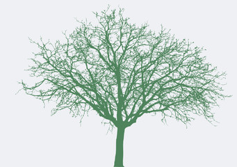 vector wide tree