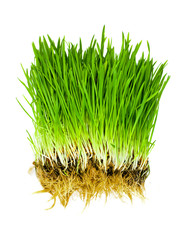 grass isolated