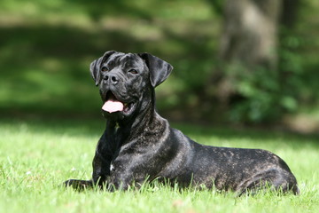 l 'elegant cane corso allongé dans l'herbe