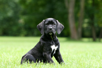 chiot cane corso assis fièrement dans l'herbe vu de profil