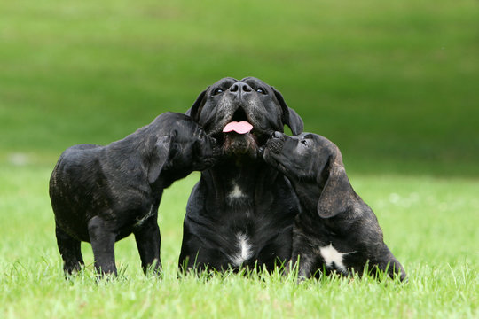 deux chiots cane corso faisant un bisou a leur mere