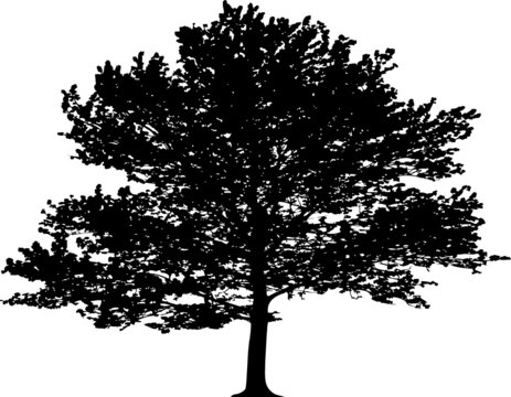 Vector tree