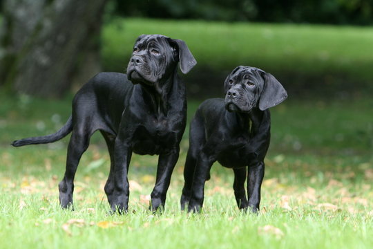 deux cane corso dans le jardin qui regardent sur le cot&eacute;