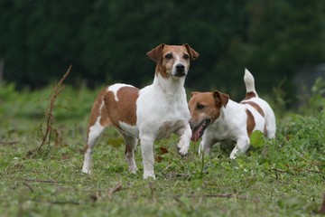 deux jack russel terrier en train de jouer à la campagne