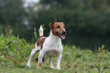 le jack russel terrier immobile et obeissant à son maitre