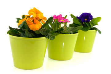 green pots with primulas