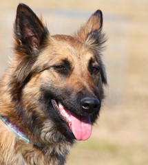 Chien # 11