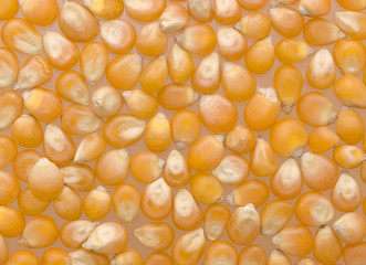 Corn