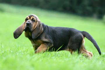 la balade du chiot saint hubert dans la campagne