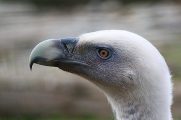 Vautour # 2
