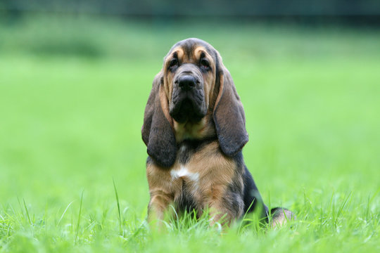 un chiot saint hubert vu de face assis dans l'herbe