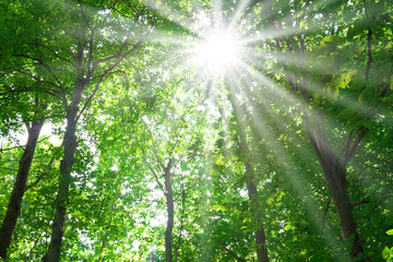 forest