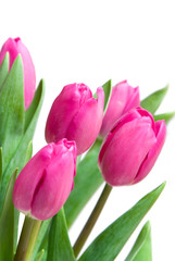 close-up pink tulips isolated on white