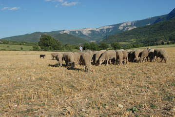 Obraz premium troupeau de mouton au pâturage