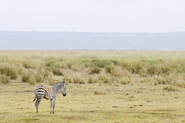 Fototapeta na wymiar zebra calf in savannah
