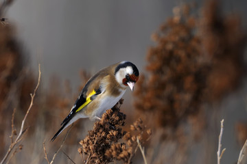 coldfinch portrait