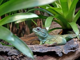 Green iguana