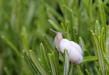 Escargot blanc sur le romarin de Provence