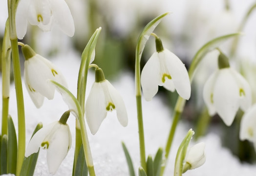 White snowdrops in the last snow  (Galanthus nivalis)